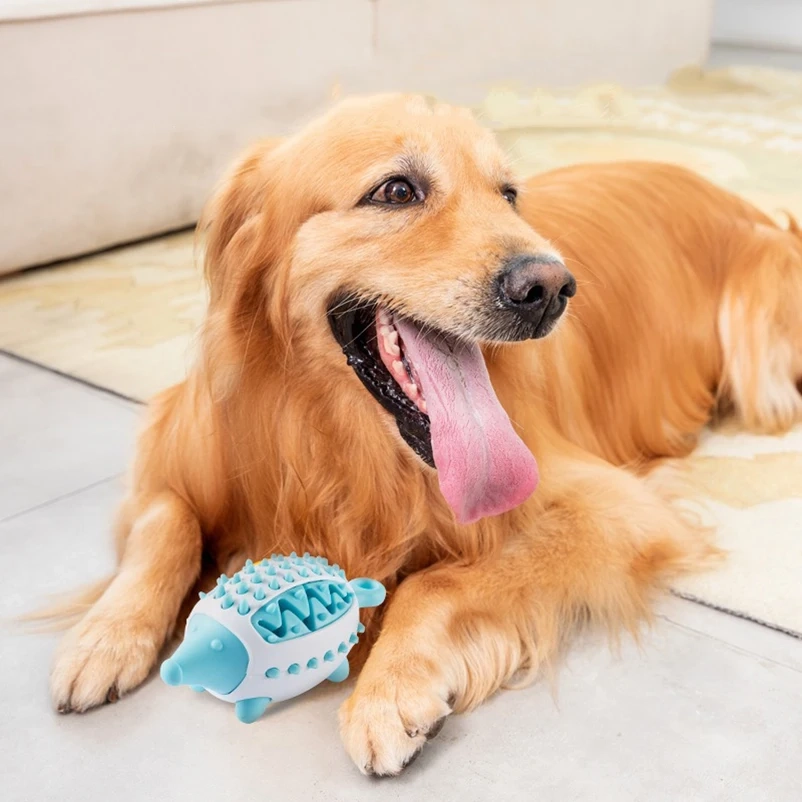 Pet owner playing with dog