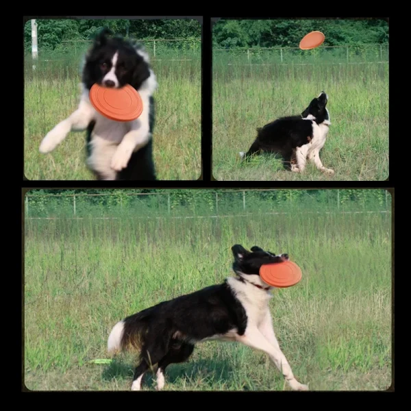 Interactive Dog Flying Disc