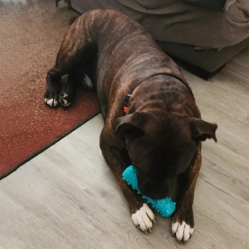 Squeaky Dog Dental Chew Stick for Teeth Cleaning - Image 6