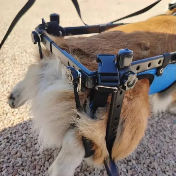 Hind Leg Support Wheelchair